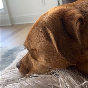 Meet your Posher, Shelby